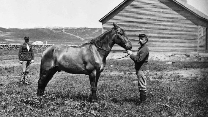 Comanche the horse with attendant Pvt. Gustave Korn