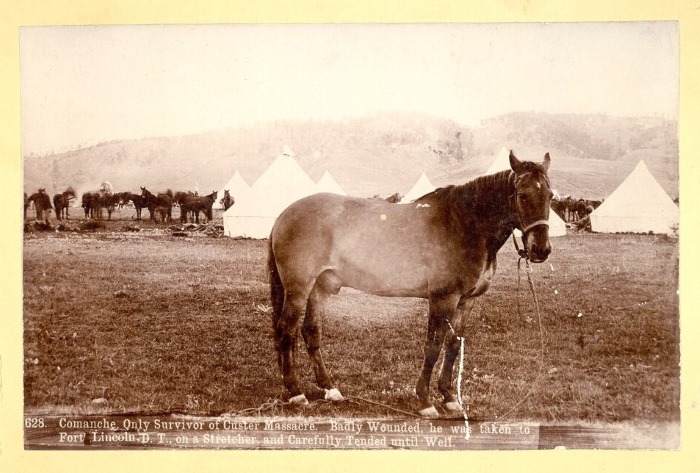 Comanche the horse in camp with tents